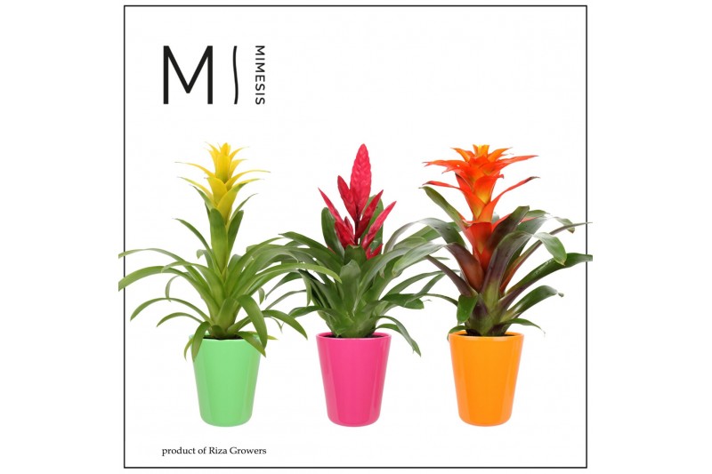 Bromelia mix Bromelia Cupcake - 13cm in Florence | Mimesis 