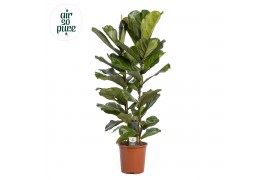 Ficus lyrata Ficus Lyrata, 2pp, p27 (Air so Pure) 2 pp