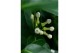 Stephanotis floribunda Stephanotis boog 7-8 tros p1278 per plant 