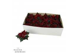 Euphorbia kayla red Kayla Red "Special Leaves" Zonder Hoes 6cm1 bl.