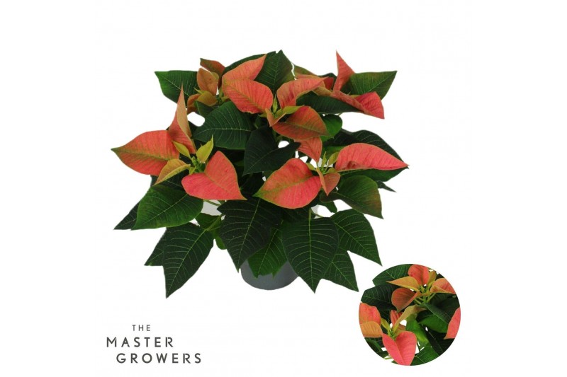 Euphorbia pul. viking cinnamon Poinsettia Viking Cinnamon 13cm 5 bloem 