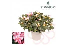 Rhododendron simsii bont Azalea Flandresse® bont 22 - 25 cmcm diameter
