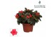 Rhododendron simsii rood Azalea Flandresse® rood 17+ cmcm diameter  pp 