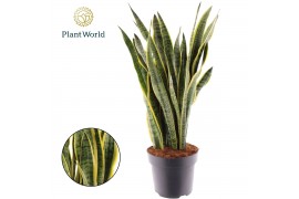 Sansevieria trifasciata laurentii Sansevieria Laurentii 2 pp
