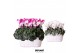 Cyclamen pers. midi Cyclamen mix in Duomand twins mix 37 cm diameter 2 