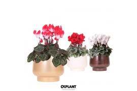 Cyclamen pers. midi Cyclamen mix in Scandic pot gold mix 25 cm diamete