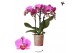 Phalaenopsis multiflora paars Kolibri Orchids Phalaenopsis Hamburg 3 s 