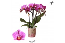 Phalaenopsis multiflora paars Kolibri Orchids Phalaenopsis Hamburg 3 s