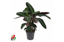 Calathea warscewiczii Calathea Warscewiczii1 pp zonder bloem bl.