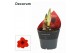 Hippeastrum Royal Red 2 Knop Extra OP (Decorum) 