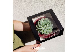 Arrangementen succulenten ROOTLESS Echeveria, Squirrel bowl - black bo