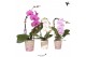 Phalaenopsis elegant cascade Kolibri Orchids Cascade Niagara Fall mix  