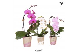 Phalaenopsis elegant cascade Kolibri Orchids Cascade Niagara Fall mix 