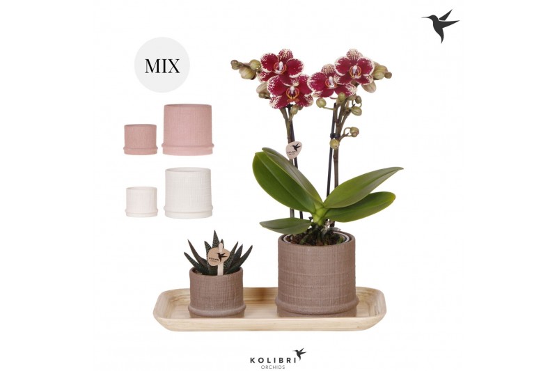 Arrangementen kamerplanten Kolibri Gift Set small Culture Cocktailpp 1 