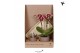 Arrangementen kamerplanten Kolibri Gift Set small Culture Cocktailpp 1 