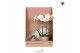 Phalaenopsis Kolibri Gift Set small Diamond2 pp 2 tak/plnt 16 bl. 