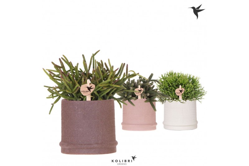 Rhipsalis mix Kolibri Greens Rhipsalis mix in Bali pot mix1 pp 