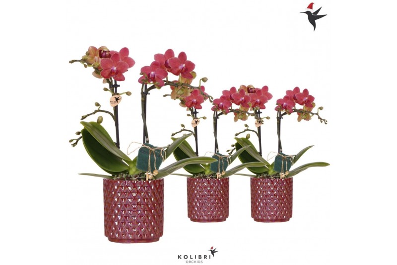 Phalaenopsis multiflora oranje Kolibri Orchids Phalaenopsis 2 spike in 