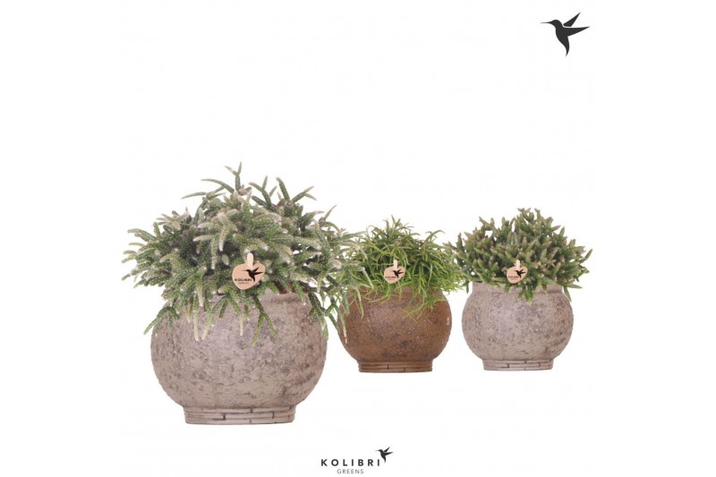 Rhipsalis mix Kolibri Greens Rhipsalis mix in Ancient pot brown mix1 p 