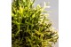 Rhipsalis mix Kolibri Greens Rhipsalis mix in Gradience pot mix1 pp 