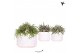Rhipsalis mix Kolibri Greens Rhipsalis mix in Maze pot white1 pp 