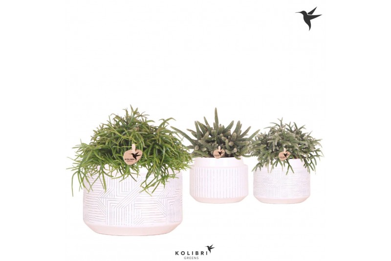 Rhipsalis mix Kolibri Greens Rhipsalis mix in Maze pot white1 pp 
