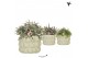Rhipsalis mix Kolibri Greens Rhipsalis mix in Citrus pot green1 pp 