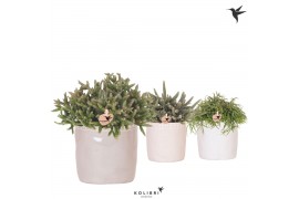 Rhipsalis mix Kolibri Greens Rhipsalis mix in Stones pot mix VBN: Rhip