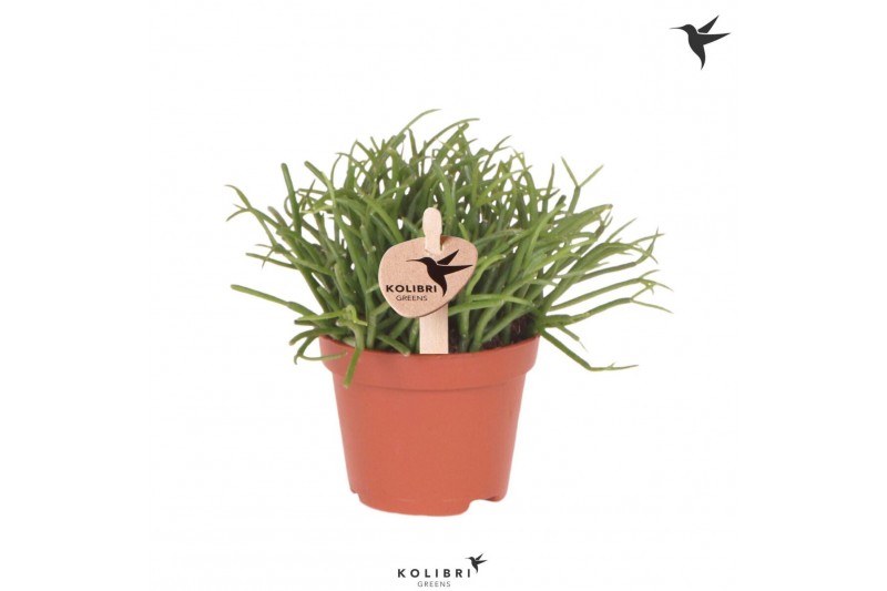 Rhipsalis baccifera oasis Kolibri Greens Rhipsalis Cassutha Oasis1 pp 