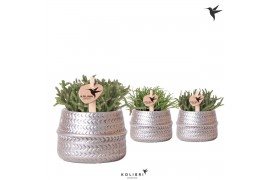 Rhipsalis mix Kolibri Greens Rhipsalis mix in Groove pot silver1 pp