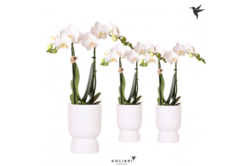 Phalaenopsis multiflora wit Kolibri Orchids Phalaenopsis white 2 spike 