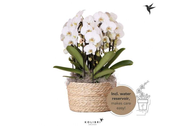 Phalaenopsis elegant cascade Kolibri Orchids Phalaenopsis Mono Bouquet 