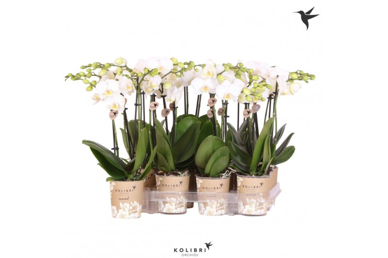 Phalaenopsis multiflora wit Kolibri Orchids Phalaenopsis White 2 spike 