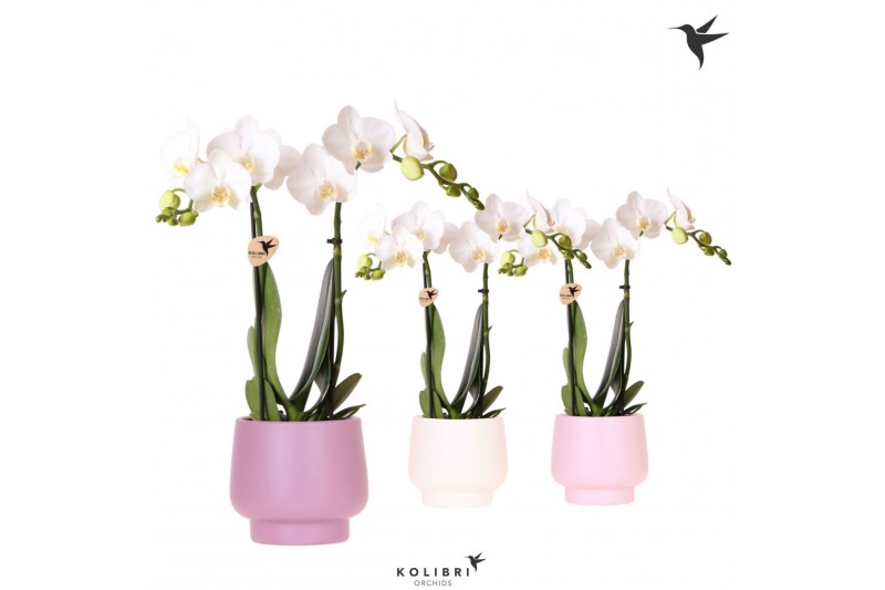Phalaenopsis multiflora wit Kolibri Orchids Phalaenopsis white 2 spike 