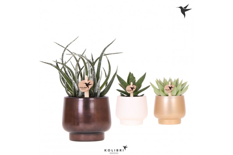 Succulenten mix Kolibri Greens Succulenten mix in Scandic pot gold mix 