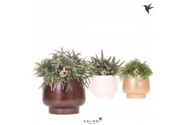 Rhipsalis mix Kolibri Greens Rhipsalis mix in Scandic pot gold mix1 pp