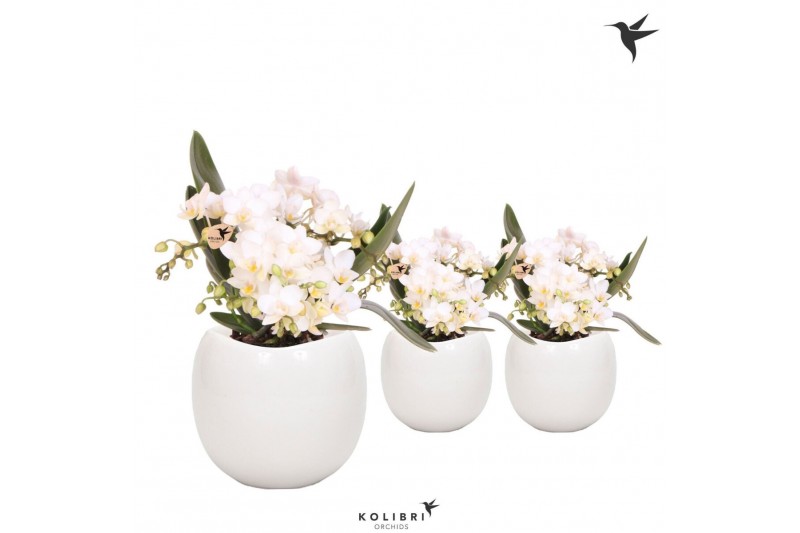 Phalaenopsis Anthura  Nazare Kolibri Orchids Phalaenopsis Nazare 4 spi 