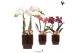Phalaenopsis mix Kolibri Orchids Phalaenopsis mix 2 spike in Classy po 