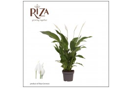 Spathiphyllum strauss 3+ Zonder Hoes