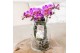 Phalaenopsis mix Kolibri Orchids Phalaenopsis Roots mix in glas stolp  