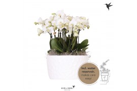 Phalaenopsis wit Kolibri Orchids Mono Ghent in Honey dish with waterin