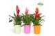 Vriesea mix Vriesea Cupcake - 13cm in Florence | Mimesis 