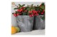 Gaultheria procumbens big berry Gaultheria pr. Big Berry® P15 in Wood  