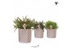 Rhipsalis mix Kolibri Greens Rhipsalis mix in Diamond pot silver1 pp 