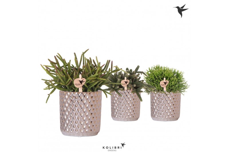 Rhipsalis mix Kolibri Greens Rhipsalis mix in Diamond pot silver1 pp 