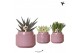 Succulenten mix Kolibri Greens Succulenten mix in Maze pot purple1 pp 