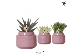 Succulenten mix Kolibri Greens Succulenten mix in Maze pot purple1 pp