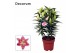 Lilium oriental reeleeze Lillium Or. Reeleeze - 4pp3 tak/plnt 8 bl. 
