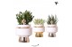 Succulenten mix Kolibri Greens Succulenten mix in Le Chic pot mix1 pp 