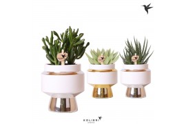 Succulenten mix Kolibri Greens Succulenten mix in Le Chic pot mix1 pp
